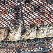 Karen Davenport is registered to the contest to win money with this photo: animal, bench, brick_wall, cat, companions, cute, ears, feline, four_animals, fur, group, metal, outdoor, pet, relaxed, resting, squinting, striped, tabby, whiskers