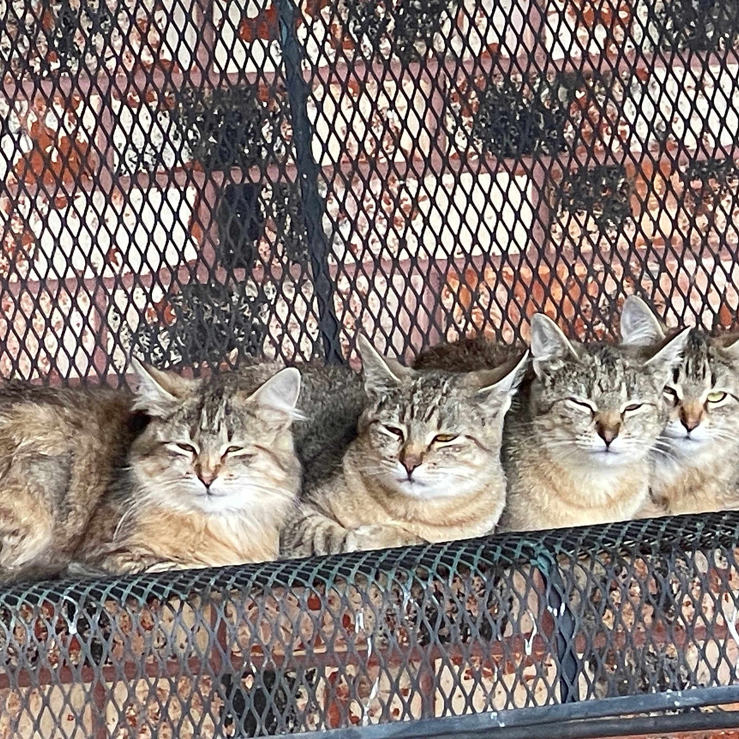 Karen Davenport is registered to the contest to win money with this photo: animal, bench, brick_wall, cat, companions, cute, ears, feline, four_animals, fur, group, metal, outdoor, pet, relaxed, resting, squinting, striped, tabby, whiskers