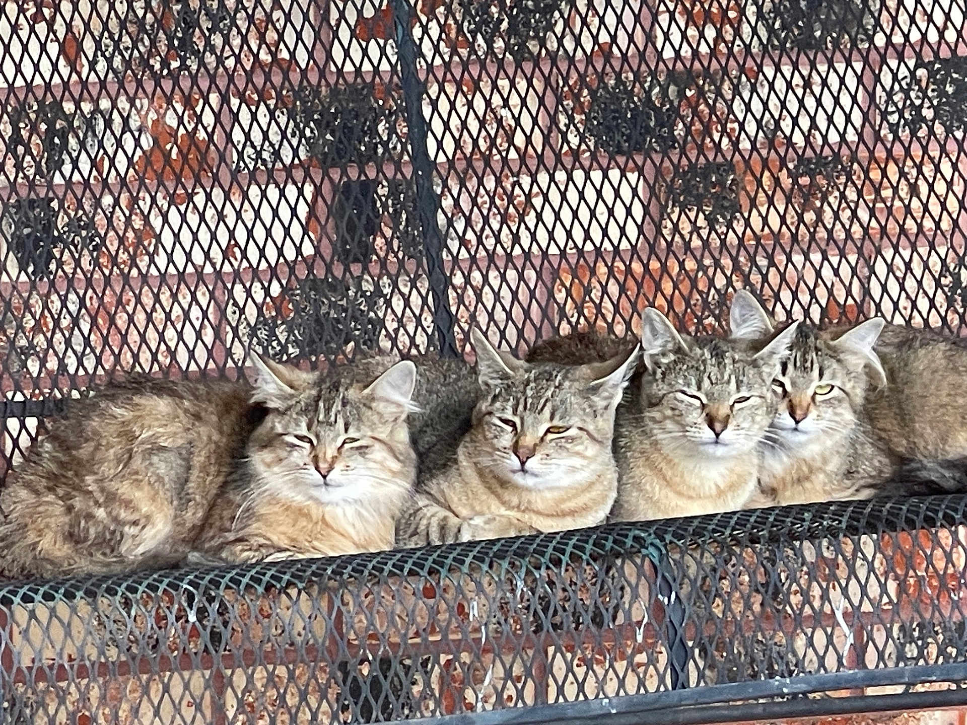 Karen Davenport is registered to the contest to win money with this photo: animal, bench, brick_wall, cat, companions, cute, ears, feline, four_animals, fur, group, metal, outdoor, pet, relaxed, resting, squinting, striped, tabby, whiskers