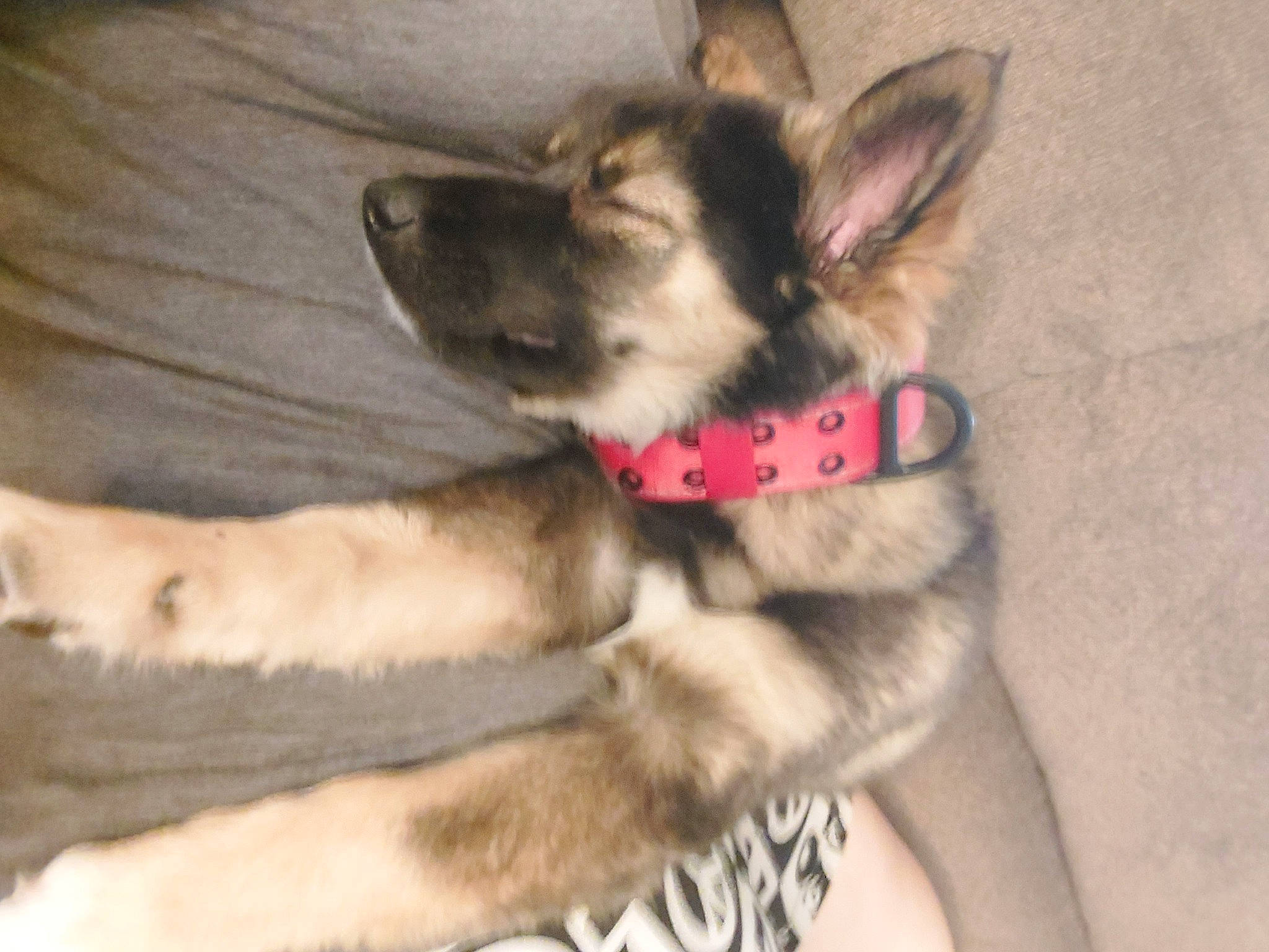 Sassy is registered to the contest to win money with this photo: canidae, carnivore, collar, comfort, companion_dog, dog, dog_breed, dog_supply, fawn, foot, fur, paw, pet_supply, snout, sporting_group, tail, terrestrial_animal, whiskers, working_animal, working_dog