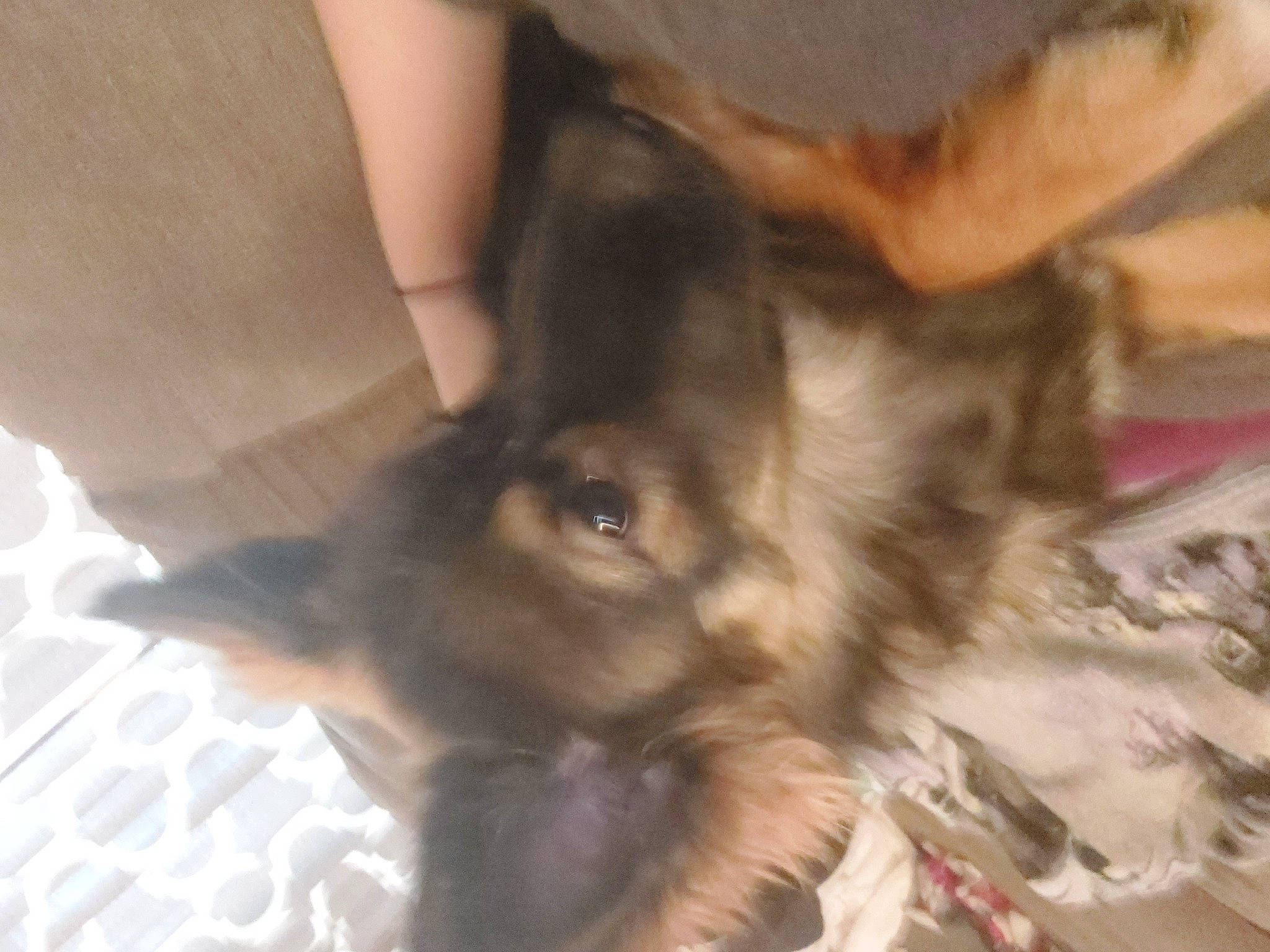 Sassy joined the competition — help win amazing prizes! canidae, carnivore, claw, companion_dog, dog, dog_breed, ear, fawn, flooring, fur, liver, paw, puppy, sporting_group, terrestrial_animal, toy_dog, whiskers, wood, working_animal, working_dog