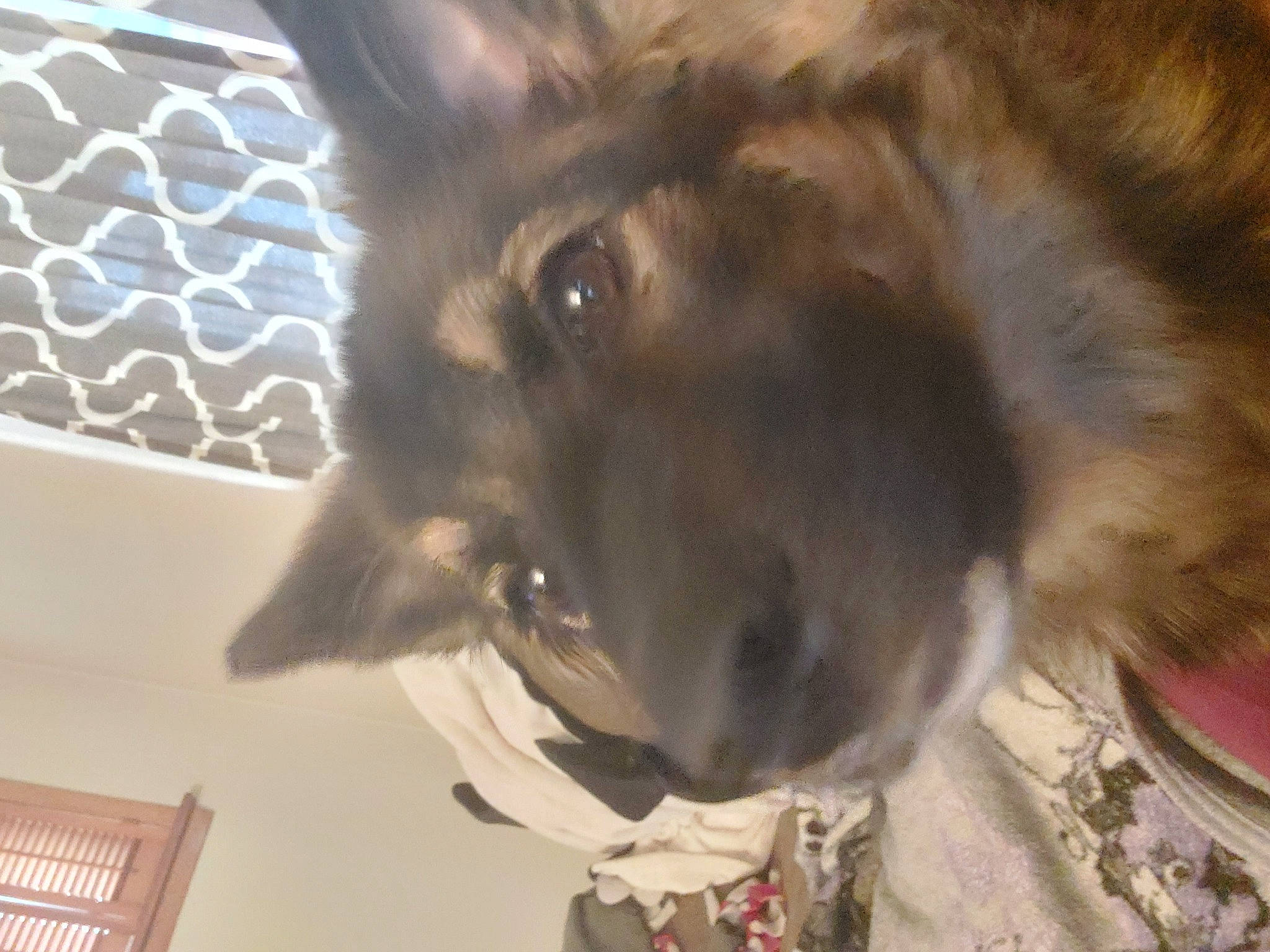 Sassy joined the competition — help win amazing prizes! balinese, canidae, carnivore, cat, companion_dog, dog, dog_breed, domestic_short_haired_cat, ear, fawn, felidae, fur, small_to_medium_sized_cats, snout, sporting_group, tail, thai, vertebrate, whiskers, working_animal