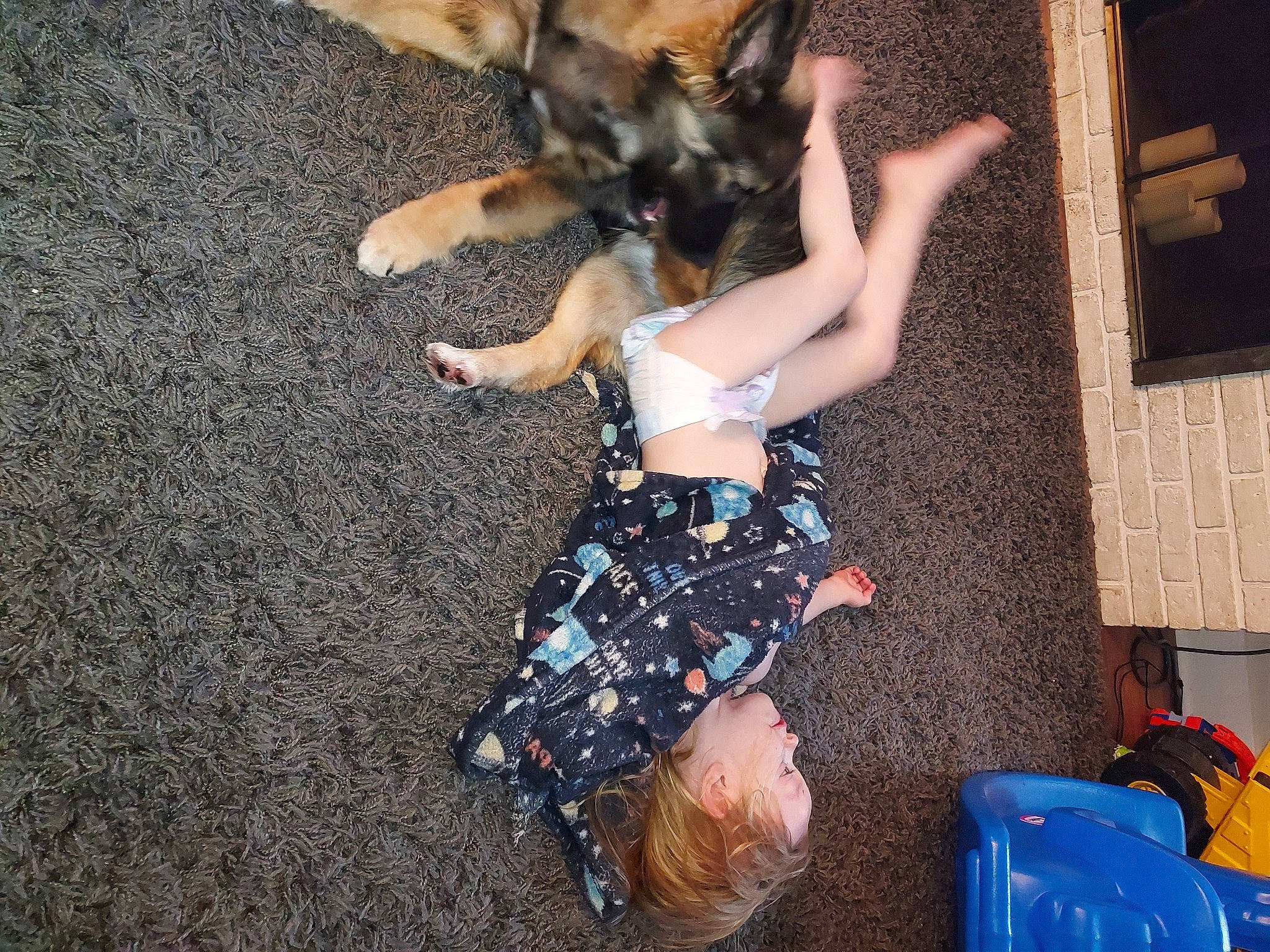 Sassy is registered to the contest to win money with this photo: backpack, bag, carnivore, companion_dog, costume, dog, dog_breed, flooring, fun, fur, human_leg, knee, leisure, luggage_and_bags, nail, pattern, paw, thigh, toy_dog, waist