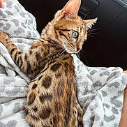 Moose is registered to the contest to win money with this photo: alert, animal, bengal_cat, blanket, blue_eyes, car_interior, cat, closeup, curious, ears, feline, indoor, patterned_fur, pet, resting, seat, side_view, soft_texture, spotted_fur, whiskers