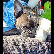 Gus is registered to the contest to win money with this photo: dog, french_bulldog, pet, blanket, plush_toy, snuggle, sleepy, indoor, closeup, portrait, fur, ears, nose, eyes, cozy, soft, textured, sunlight, resting, companion