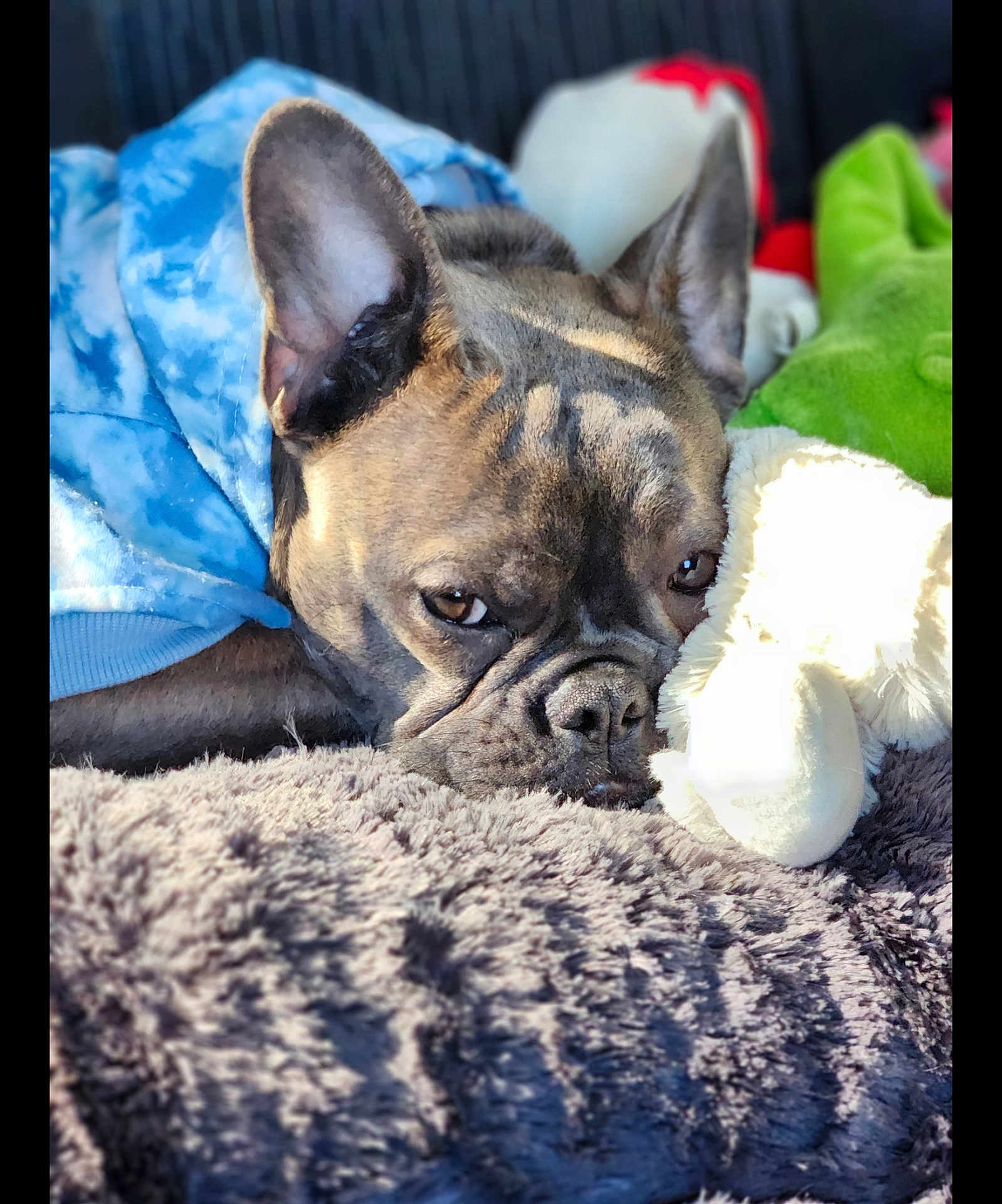 Gus is registered to the contest to win money with this photo: dog, french_bulldog, pet, blanket, plush_toy, snuggle, sleepy, indoor, closeup, portrait, fur, ears, nose, eyes, cozy, soft, textured, sunlight, resting, companion