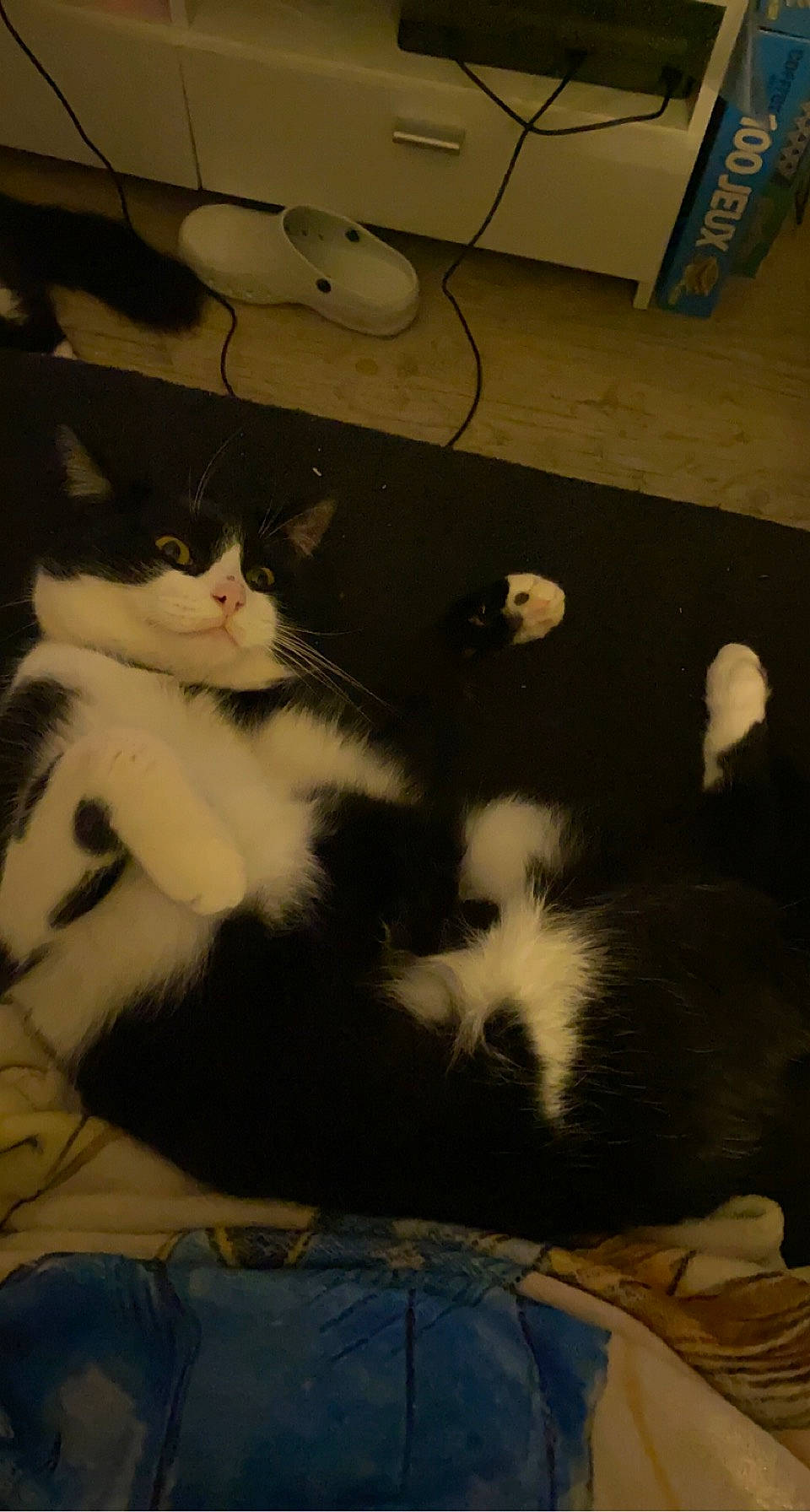 Dobby participe au concours pour gagner de l'argent avec cette photo : box, carnivore, cat, claw, comfort, domestic_short_haired_cat, eye, felidae, flooring, fur, home_appliance, lap, mouse, paw, peripheral, small_to_medium_sized_cats, tail, terrestrial_animal, whiskers, wood