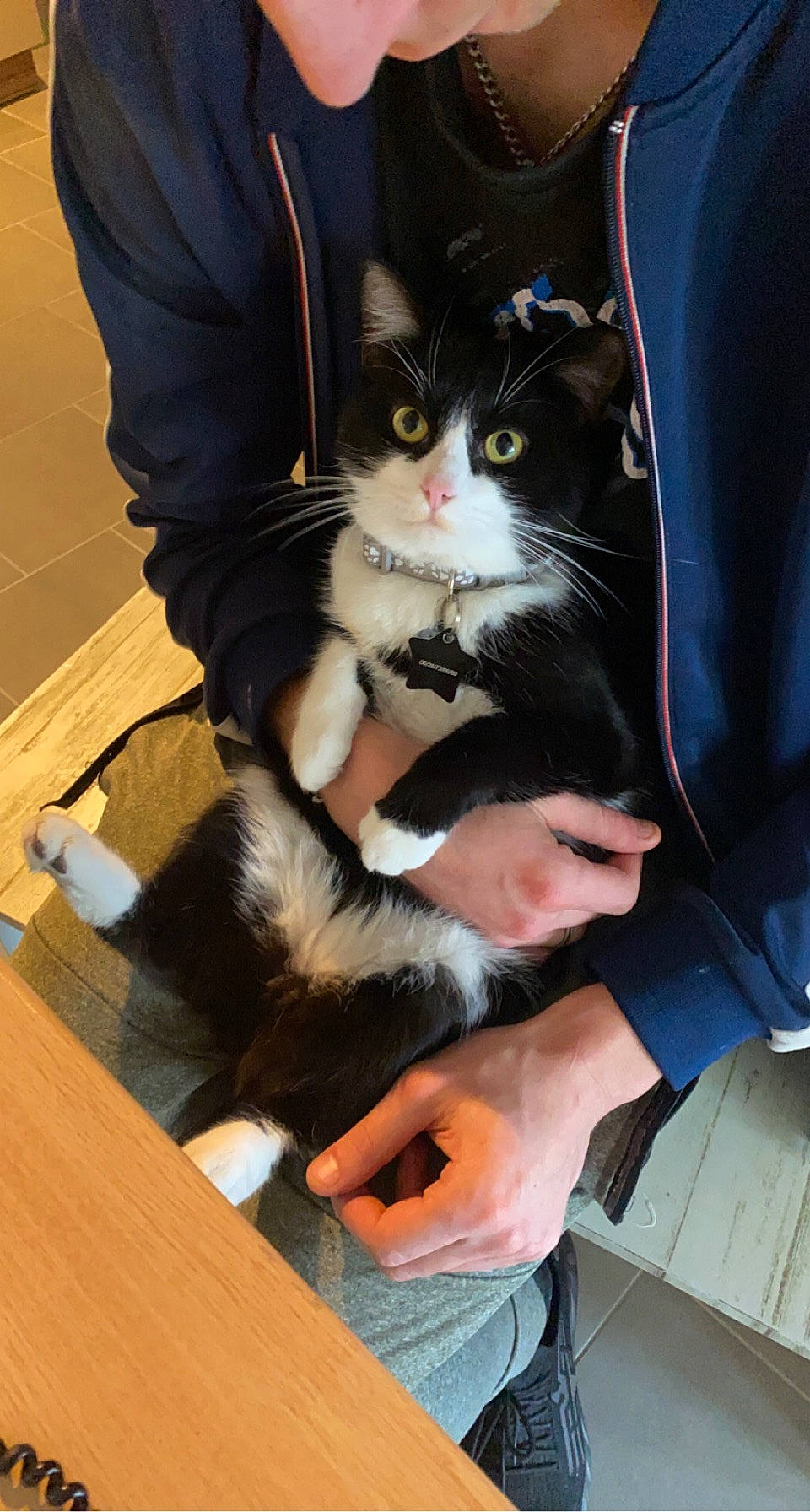 Dobby participe au concours pour gagner de l'argent avec cette photo : bag, box, carnivore, cat, comfort, domestic_short_haired_cat, felidae, formal_wear, fur, gesture, hand, hardwood, human_leg, lap, luggage_and_bags, sitting, small_to_medium_sized_cats, tail, whiskers, wood