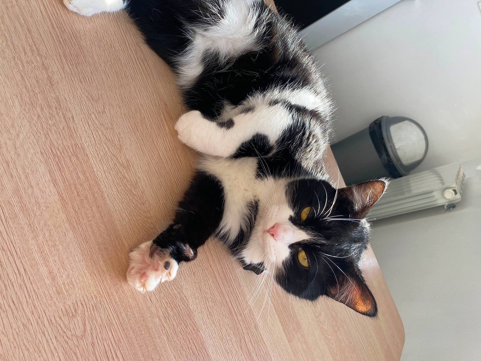 Dobby participe au concours pour gagner de l'argent avec cette photo : canidae, carnivore, cat, comfort, companion_dog, dog_breed, domestic_short_haired_cat, felidae, finger, foot, gesture, human_leg, nail, paw, small_to_medium_sized_cats, snout, sporting_group, tail, whiskers, wood