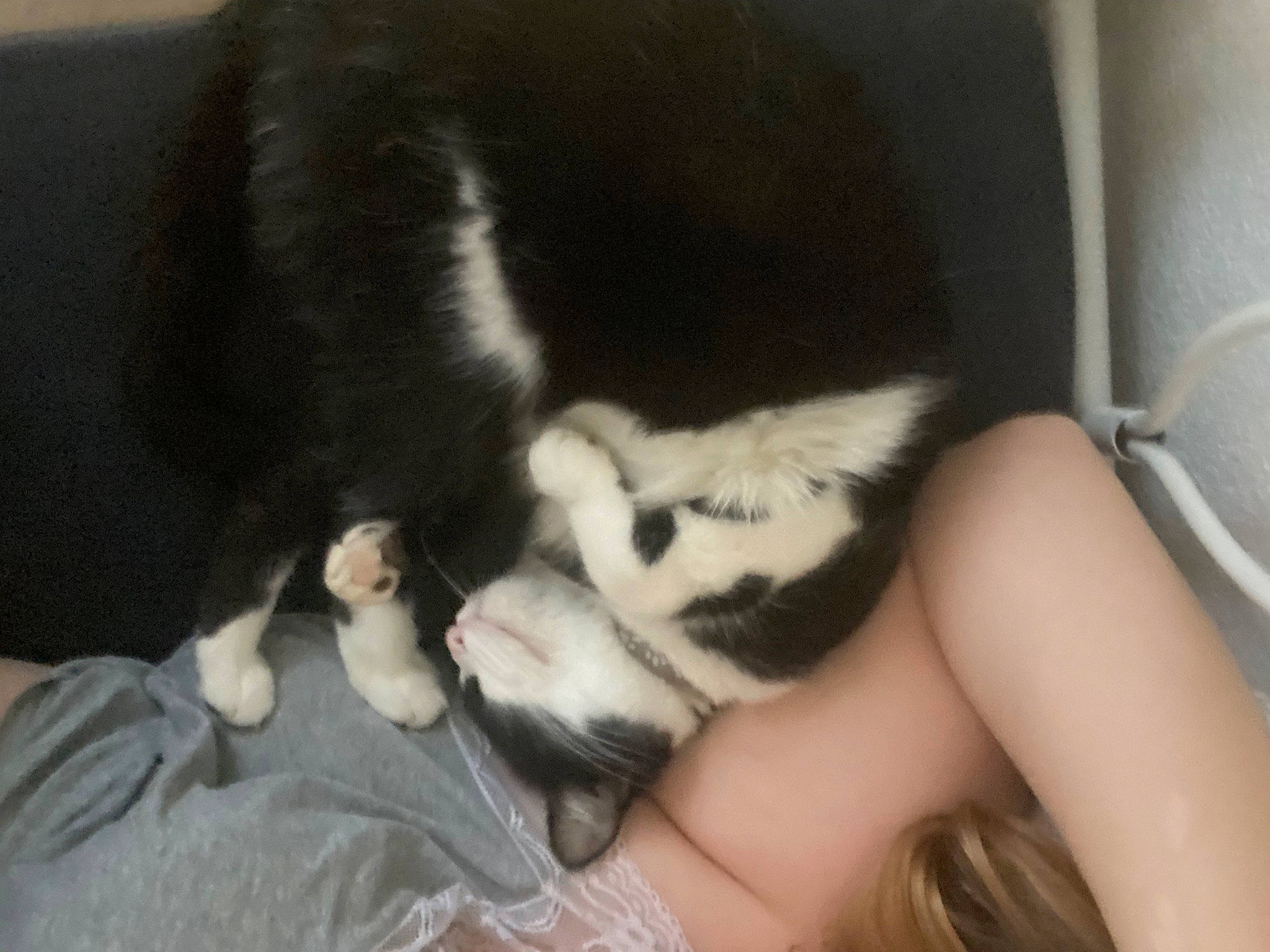 Dobby a rejoint le concours — aidez-le/la à gagner de superbes lots ! carnivore, comfort, companion_dog, dog_breed, domestic_short_haired_cat, felidae, foot, fur, gesture, human_leg, paw, sled_dog, small_to_medium_sized_cats, snout, sporting_group, tail, terrestrial_animal, thigh, vertebrate, whiskers