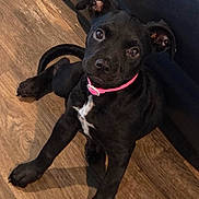 Luna joined the competition — help win amazing prizes! puppy, dog, black_dog, pink_collar, floor, wooden_floor, indoor, pet, canine, young_dog, cute, sitting, looking_up, ears, tail, fur, animal, domestic_animal, companion, house