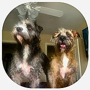 Stella And Cuca is registered to the contest to win money with this photo: animal, black_fur, brown_fur, ceiling_fan, companion, curious, cute, dog, domestic_animal, door, ears, fur, indoor, looking_up, pet, portrait, scruffy, snout, two_dogs, white_chest