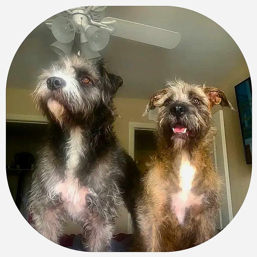 Stella And Cuca