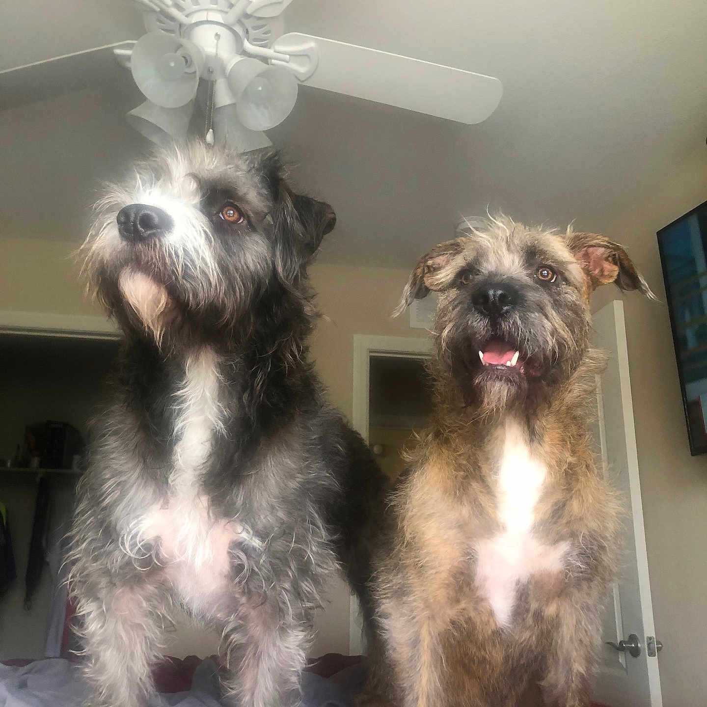 Cuca And Stella joined the competition — help win amazing prizes! alert, bed, blanket, brown_fur, ceiling_fan, dog, dogs, ears, fur, grey_fur, happy, home_interior, indoor, open_mouth, paws, pet, portrait, scruffy, tongue, whiskers