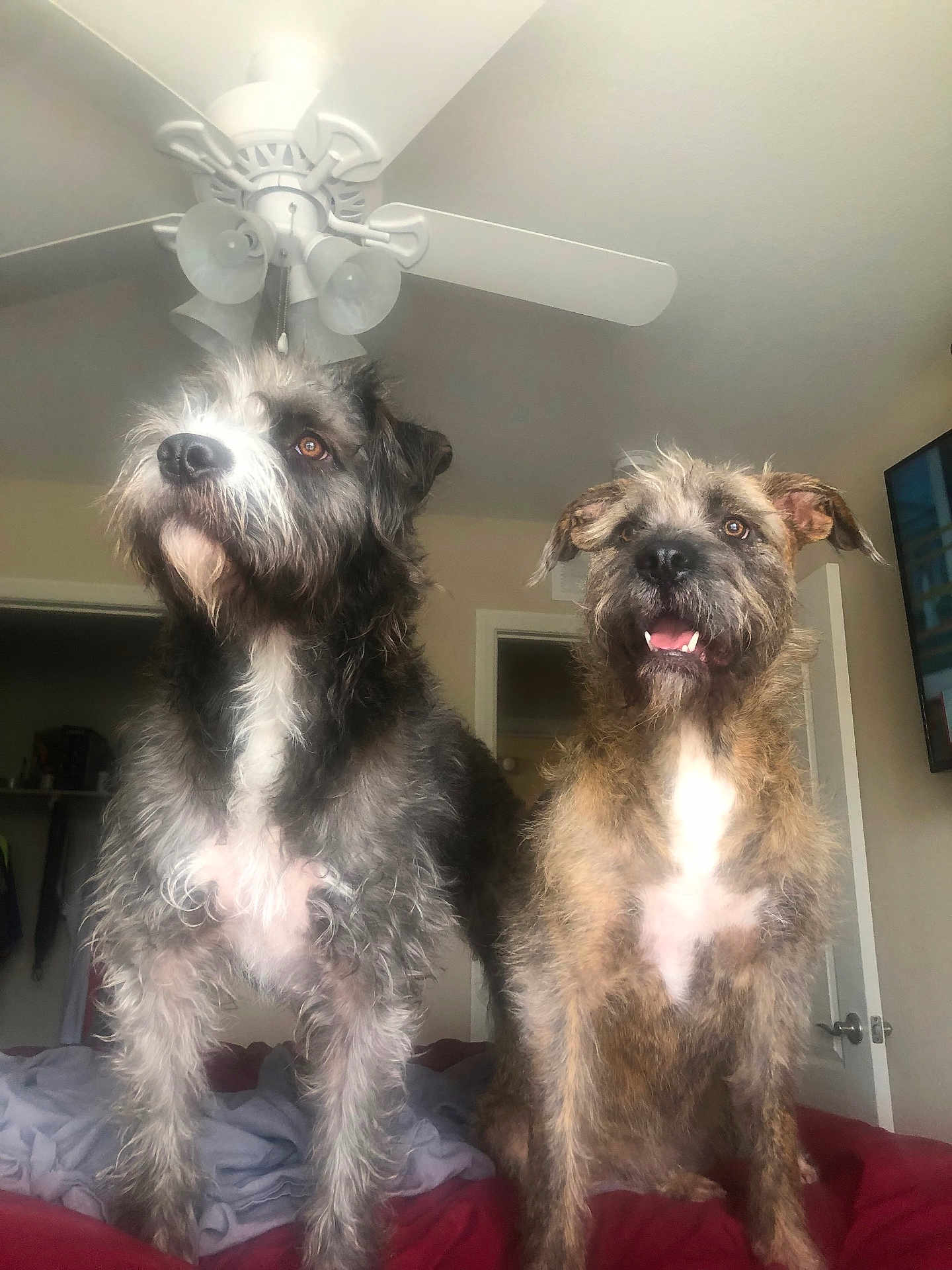 Cuca And Stella joined the competition — help win amazing prizes! dog, dogs, pet, bed, blanket, indoor, ceiling_fan, fur, scruffy, brown_fur, grey_fur, portrait, open_mouth, tongue, happy, alert, ears, whiskers, paws, home_interior