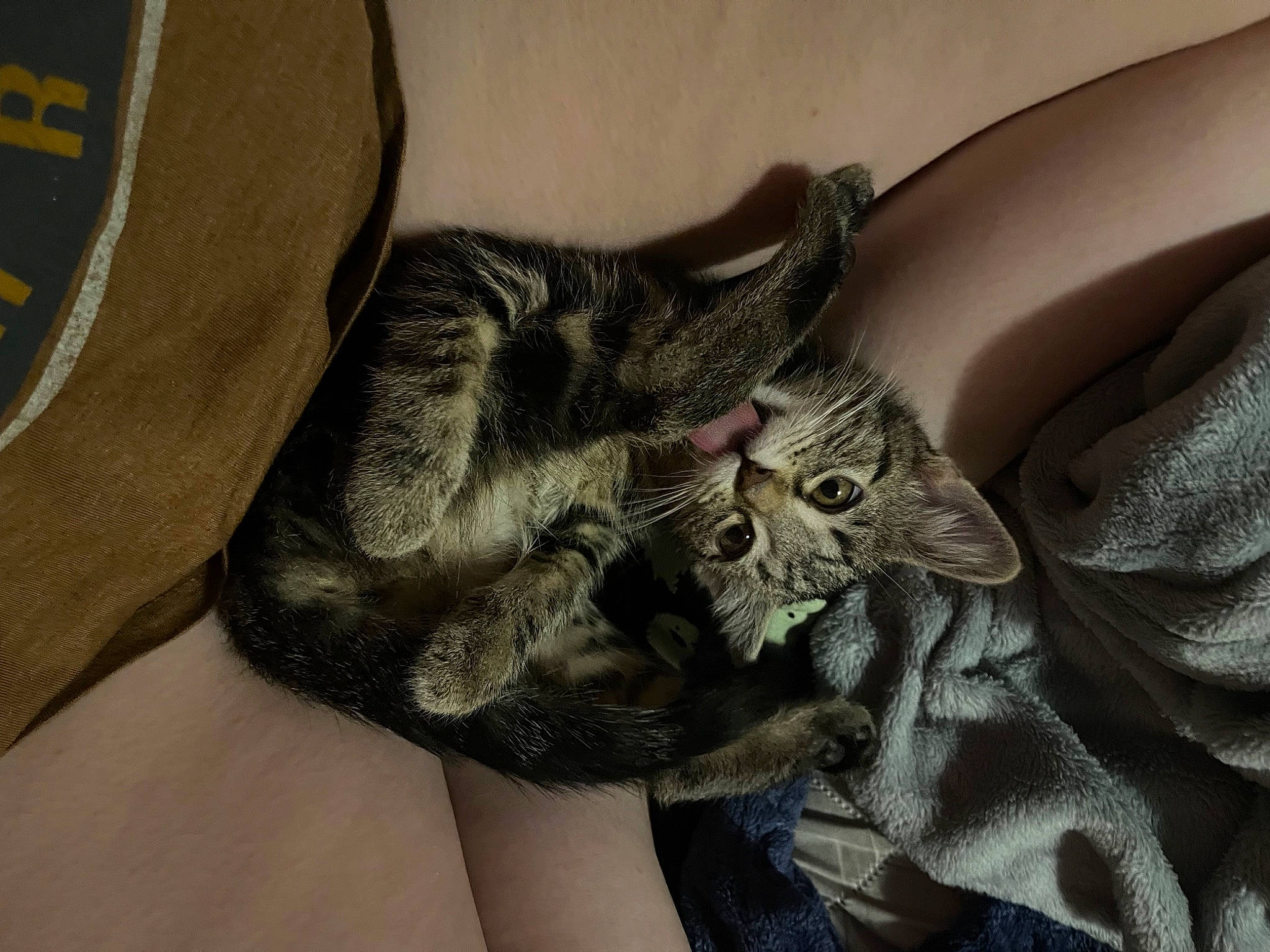 Dahlia is registered to the contest to win money with this photo: black_cat, carnivore, cat, claw, comfort, domestic_short_haired_cat, ear, felidae, fur, gesture, grey, linens, paw, sleeve, small_to_medium_sized_cats, tail, whiskers