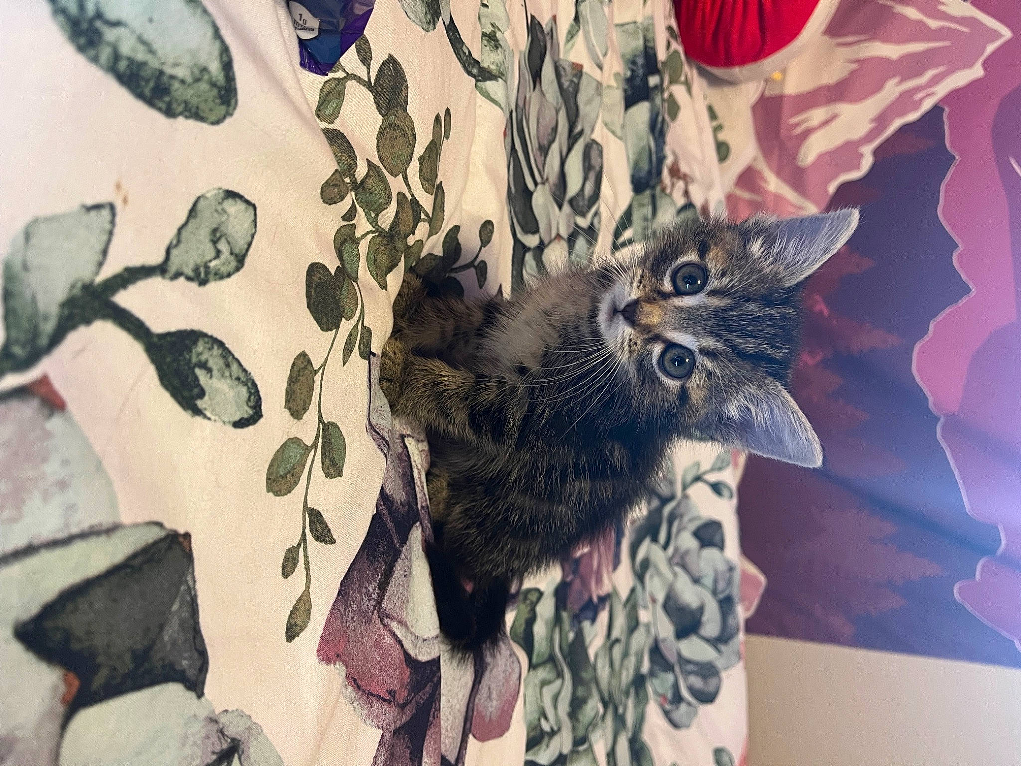 Dahlia is registered to the contest to win money with this photo: art, cg_artwork, fashion_design, feather, felidae, fractal_art, fur, grey, illustration, military_camouflage, organism, owl, painting, pattern, plant, tree, visual_arts, wallpaper, whiskers, wing