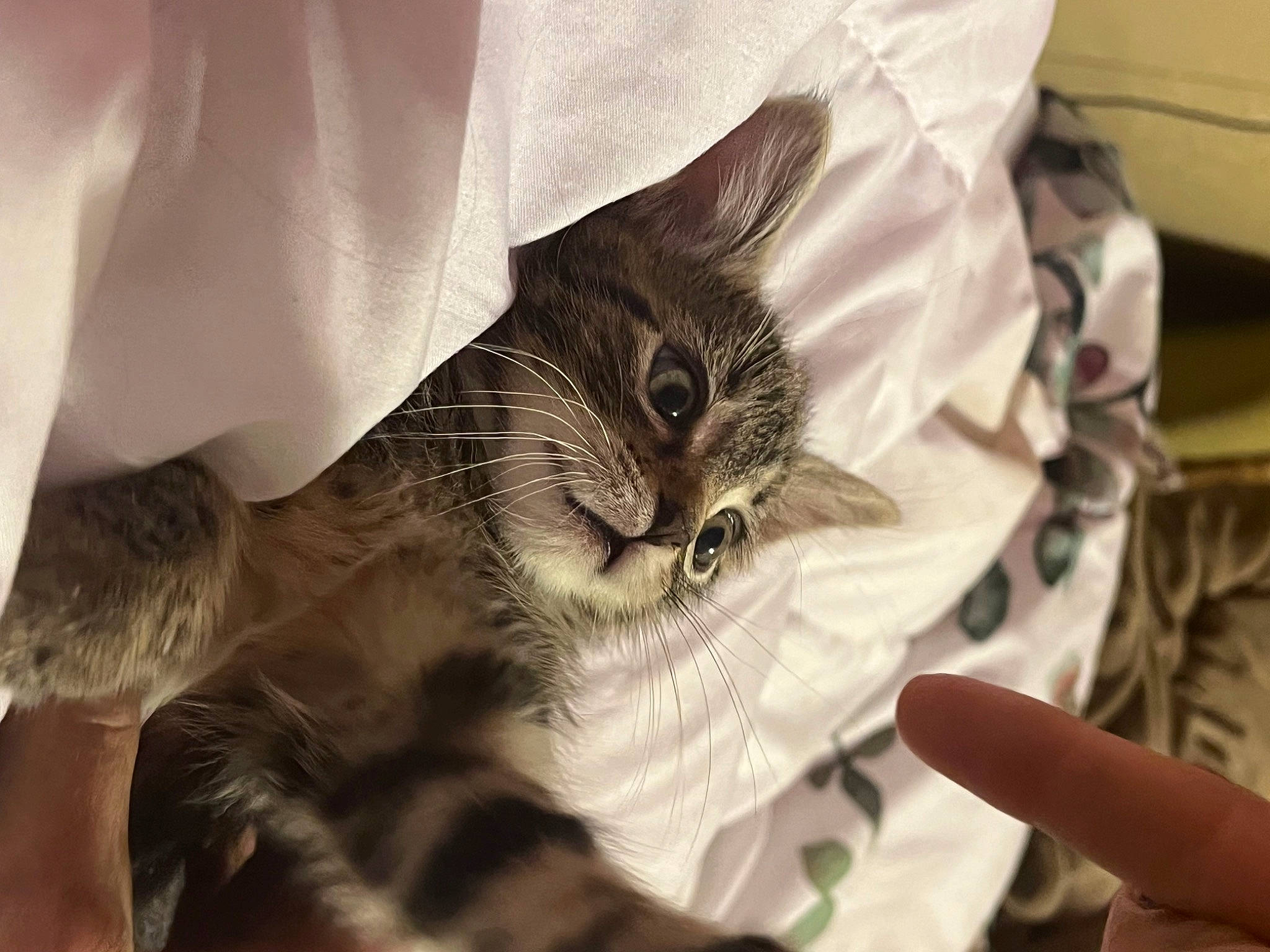 Dahlia joined the competition — help win amazing prizes! bed, carnivore, cat, claw, comfort, domestic_short_haired_cat, ear, felidae, finger, fur, gesture, hand, nail, paw, small_to_medium_sized_cats, snout, whiskers