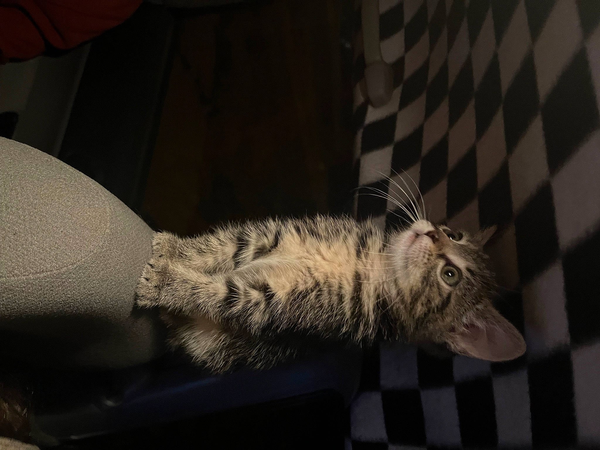 Dahlia joined the competition — help win amazing prizes! claw, comfort, darkness, domestic_short_haired_cat, elbow, feather, felidae, fur, gesture, grey, human_leg, monochrome, monochrome_photography, room, small_to_medium_sized_cats, snout, tail, whiskers, wildlife, wing