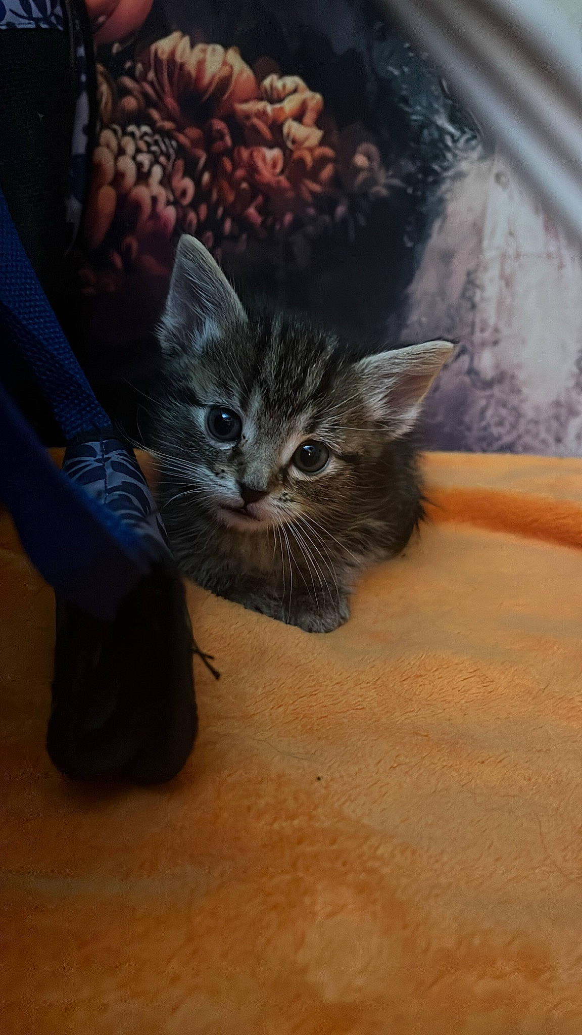 Dahlia is registered to the contest to win money with this photo: carnivore, cat, claw, comfort, couch, domestic_short_haired_cat, ear, electric_blue, fawn, felidae, fur, gesture, hardwood, paw, small_to_medium_sized_cats, snout, tail, whiskers, window, wood