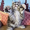 Camila joined the competition — help win amazing prizes! kitten, cat, fluffy, paws, playful, feline, cute, pet, fur, whiskers, indoor, crouching, background, colorful, texture, animal, young, small, adorable, raised_paws