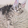 Camila joined the competition — help win amazing prizes! cat, kitten, fluffy, gray_tabby, fur, cute, pet, animal, relaxed, indoor, soft, whiskers, ears, paw, closeup, feline, young, resting, cozy, curious
