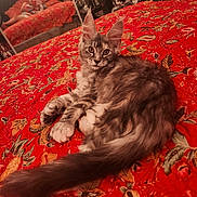 Camila is registered to the contest to win money with this photo: cat, tabby_cat, bed, bedspread, red, floral_pattern, mirror, reflection, person, indoor, furniture, relaxing, animal, pet, feline, cozy, room, decor, comfort, resting