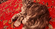 Camila is registered to the contest to win money with this photo: cat, tabby_cat, bed, bedspread, red, floral_pattern, mirror, reflection, person, indoor, furniture, relaxing, animal, pet, feline, cozy, room, decor, comfort, resting
