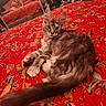 cat, tabby_cat, bed, bedspread, red, floral_pattern, mirror, reflection, person, indoor, furniture, relaxing, animal, pet, feline, cozy, room, decor, comfort, resting