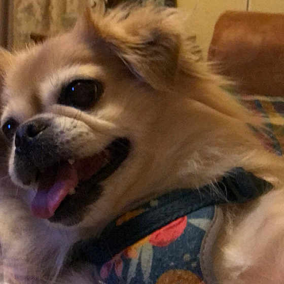 Hollybeary