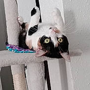 Vodka participe au concours pour gagner de l'argent avec cette photo : cat, calico_cat, cat_tree, indoor, pet, feline, whiskers, upside_down, curious, green_eyes, playful, scratching_post, fur, animal, close_up, home, resting, cute, paw, ears