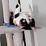 cat, calico_cat, cat_tree, indoor, pet, feline, whiskers, upside_down, curious, green_eyes, playful, scratching_post, fur, animal, close_up, home, resting, cute, paw, ears