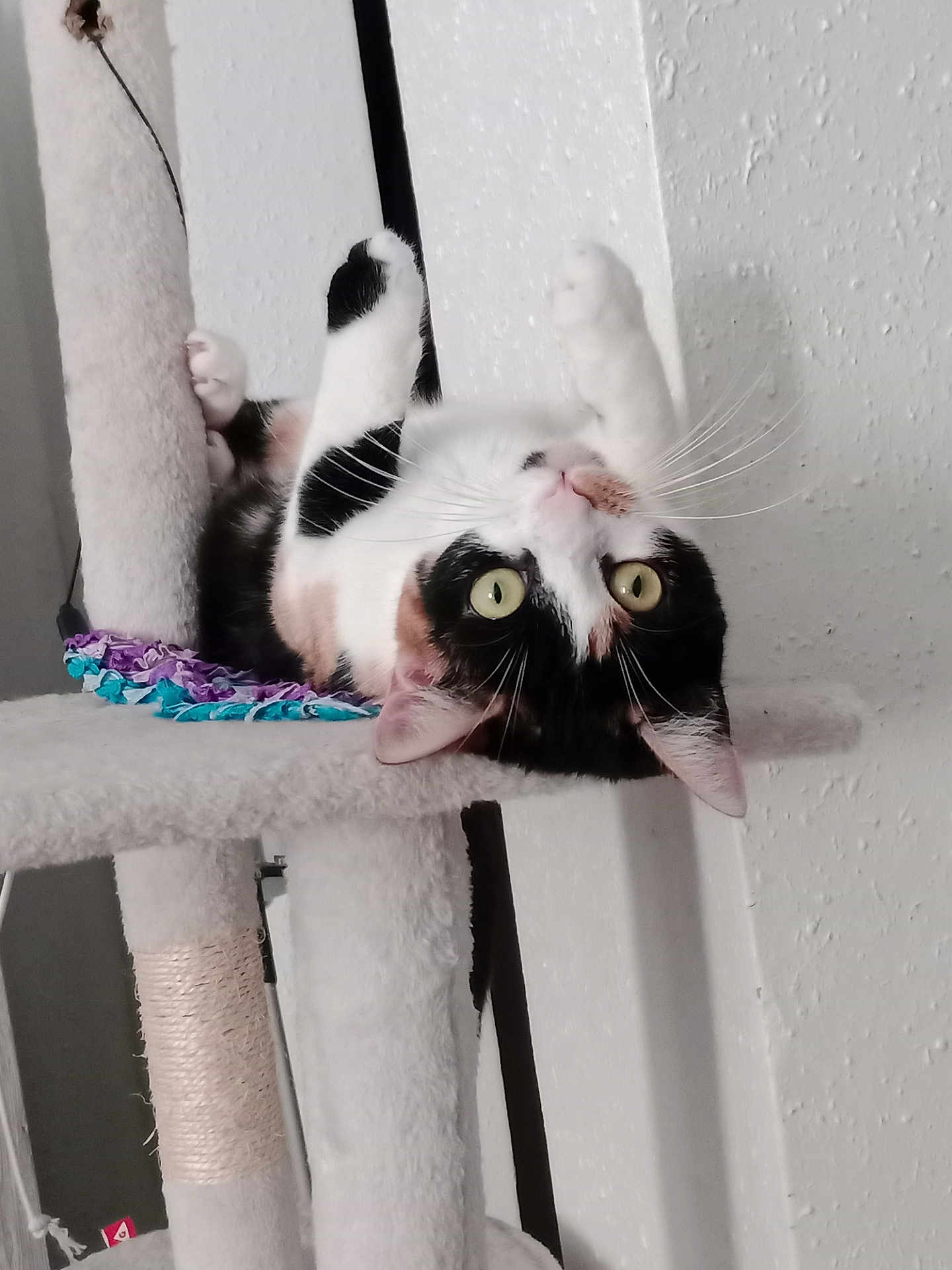 Vodka participe au concours pour gagner de l'argent avec cette photo : cat, calico_cat, cat_tree, indoor, pet, feline, whiskers, upside_down, curious, green_eyes, playful, scratching_post, fur, animal, close_up, home, resting, cute, paw, ears