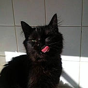 Miou a rejoint le concours — aidez-le/la à gagner de superbes lots !