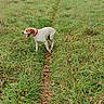 dog, grass, field, path, nature, trees, autumn, cloudy_sky, outdoor, canine, collar, tongue_out, walking, leaf_litter, greenery, scenic, animal, pet, daytime, landscape