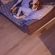 Oslo participe au concours pour gagner de l'argent avec cette photo : dog, bed, pillow, floor, wood_floor, indoor, pet, resting, canine, lounge, blanket, furniture, looking_up, brown_and_white, metal_bed_frame, comfortable, domestic, cozy, animal, relaxed