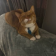Fireball joined the competition — help win amazing prizes! cat, ginger_cat, white_paws, collar, blue_tag, blanket, cozy, indoor, pet, feline, relaxed, sleepy, fur, whiskers, curtains, soft_lighting, home, resting, comfort, animal