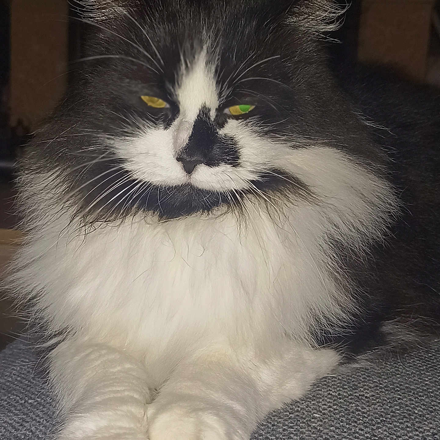 Minette participe au concours pour gagner de l'argent avec cette photo : animal, black_and_white, cat, closeup, cute, domestic_cat, feline, fluffy, fur, green_eyes, indoor, laying, mammal, paws, pet, portrait, relaxed, resting, whiskers, yellow_eyes