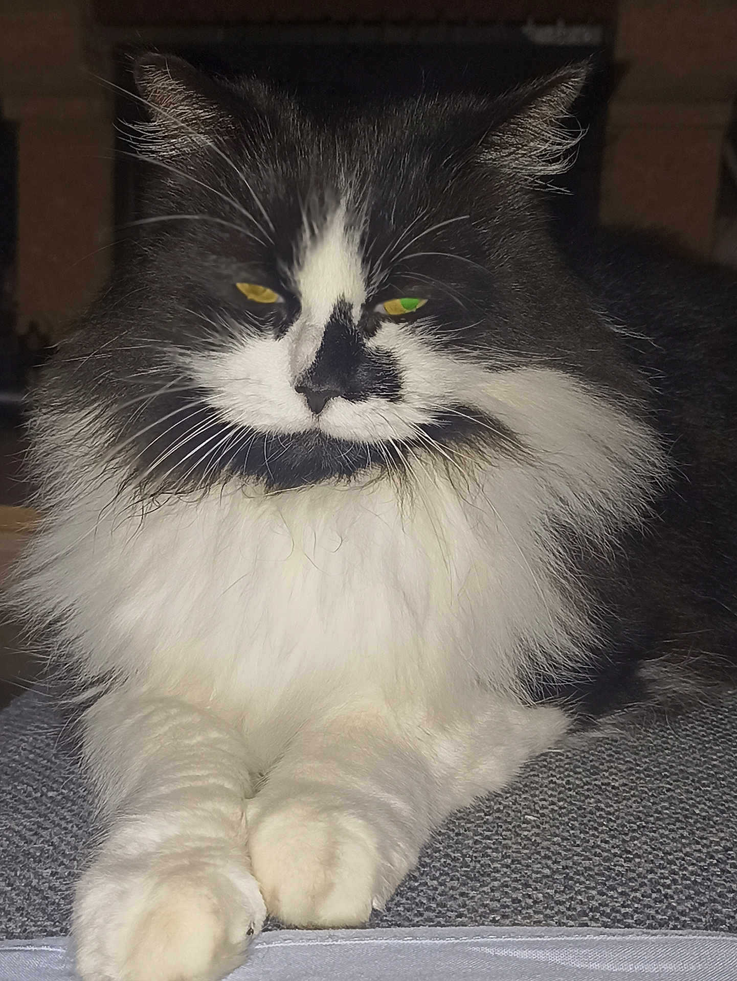 Minette participe au concours pour gagner de l'argent avec cette photo : cat, fluffy, black_and_white, yellow_eyes, green_eyes, pet, animal, feline, whiskers, paws, fur, indoor, resting, closeup, portrait, cute, mammal, laying, domestic_cat, relaxed