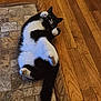 cat, black_and_white, lying_down, floor, tile_floor, wood_floor, indoor, pet, fur, whiskers, paws, tail, curled_paws, looking_up, domestic_cat, cute, relaxed, playful, animal, mammal