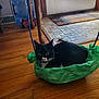 cat, black_and_white_cat, green_bag, wooden_floor, indoor, door, doormat, curious, pet, animal, flooring, window_light, household, domestic, cozy, resting, feline, crinkled_bag, home, quiet