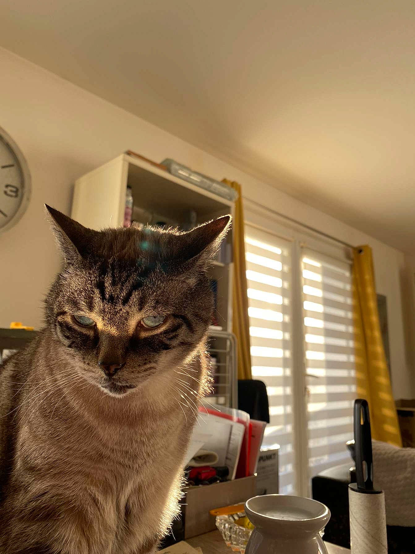 Cookie a rejoint le concours — aidez-le/la à gagner de superbes lots ! carnivore, cat, cup, dishware, domestic_short_haired_cat, drinkware, felidae, fur, room, serveware, small_to_medium_sized_cats, table, tableware, tail, whiskers, window, window_blind, window_covering, window_treatment, wood