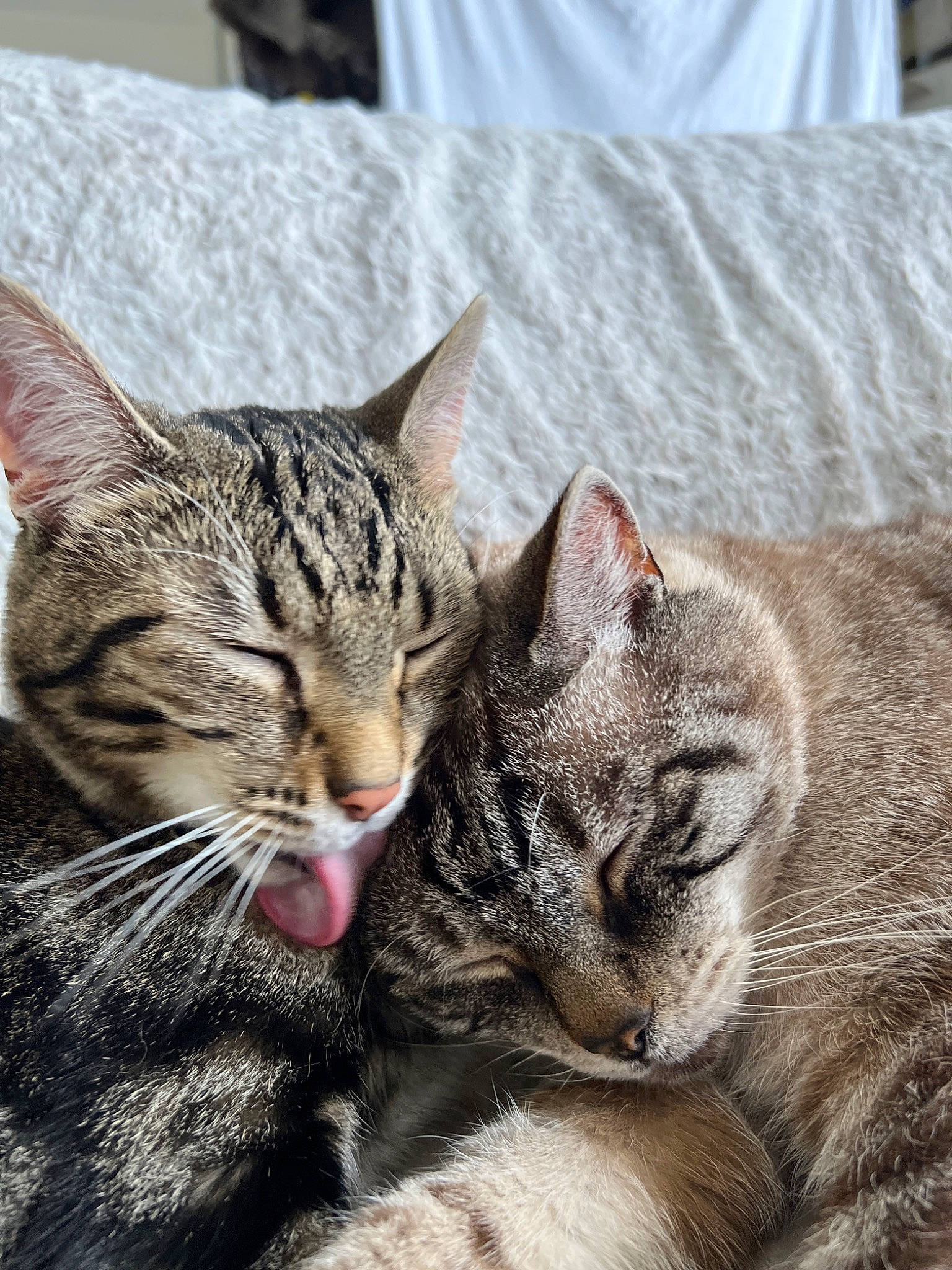 Cookie a rejoint le concours — aidez-le/la à gagner de superbes lots ! carnivore, cat, claw, comfort, domestic_short_haired_cat, felidae, fur, paw, small_to_medium_sized_cats, snout, tableware, terrestrial_animal, whiskers, wildlife