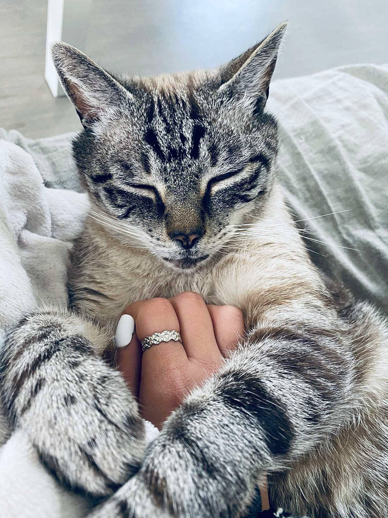 Cookie participe au concours pour gagner de l'argent avec cette photo : carnivore, cat, claw, comfort, domestic_short_haired_cat, felidae, fur, gesture, grass, grey, nail, pattern, paw, small_to_medium_sized_cats, snout, terrestrial_animal, whiskers