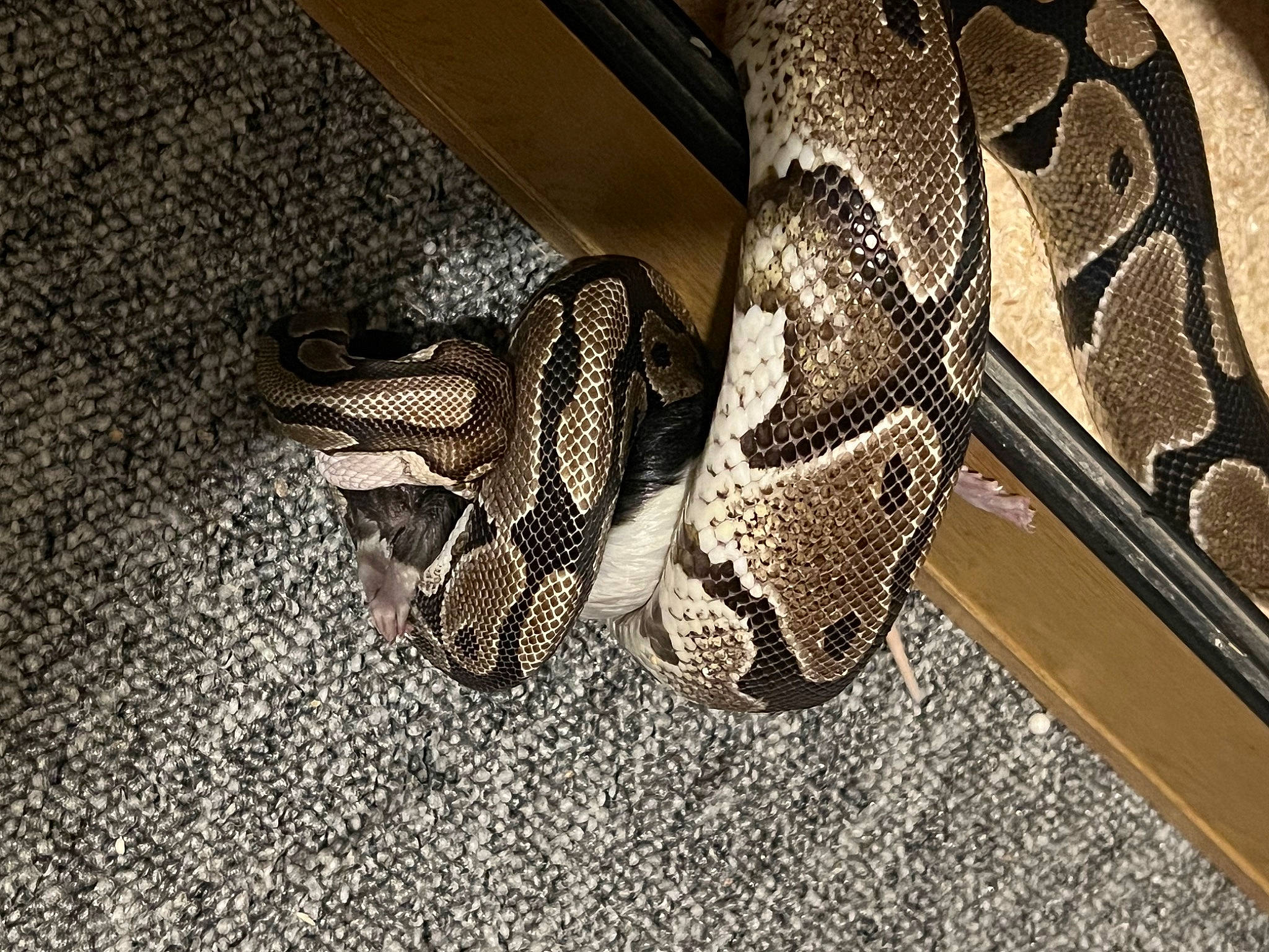 Misty joined the competition — help win amazing prizes! art, auto_part, automotive_design, carbon, fashion_accessory, flooring, font, grey, human_leg, metal, outdoor_shoe, pattern, personal_protective_equipment, python, scaled_reptile, serpent, snake, visual_arts, wing, wood