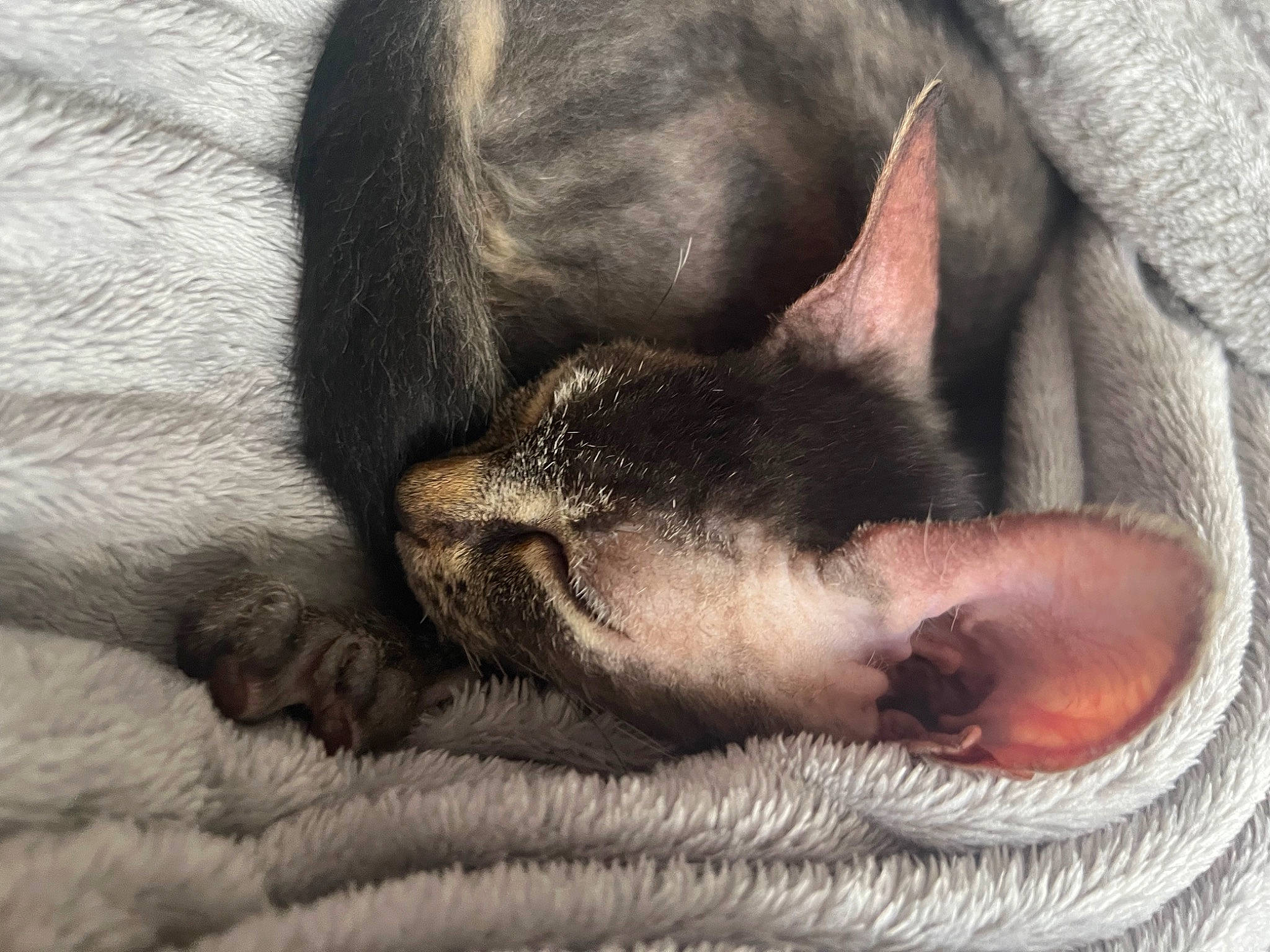 Misty joined the competition — help win amazing prizes! canidae, carnivore, cat, claw, comfort, dog_breed, domestic_short_haired_cat, ear, fawn, felidae, foot, fur, grey, linens, nap, paw, small_to_medium_sized_cats, snout, terrestrial_animal, whiskers