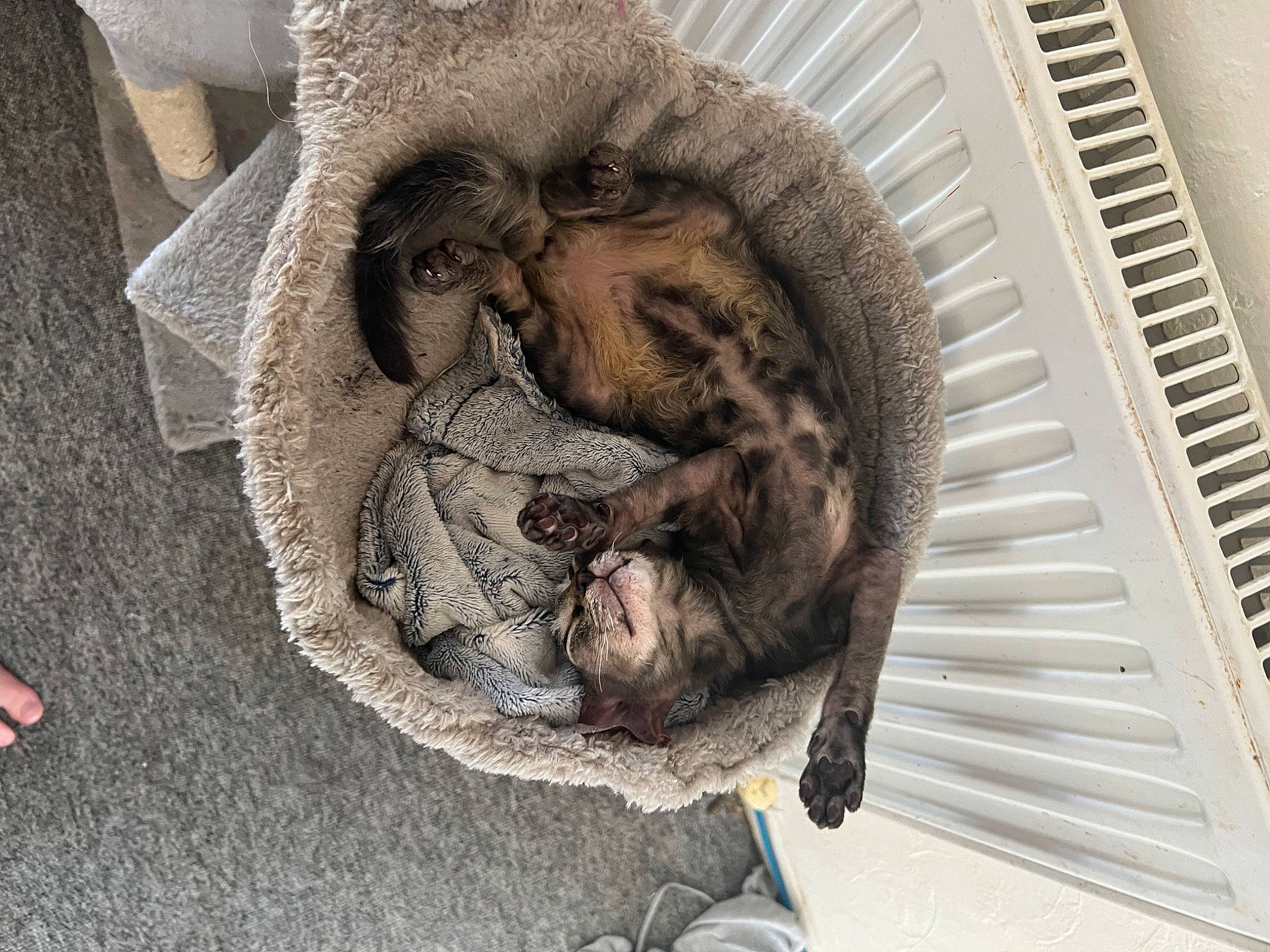 Misty is registered to the contest to win money with this photo: art, bat, canidae, carnivore, claw, comfort, domestic_short_haired_cat, felidae, fur, grey, gunny_sack, nap, paw, small_to_medium_sized_cats, snout, sporting_group, tail, terrestrial_animal, whiskers, wood