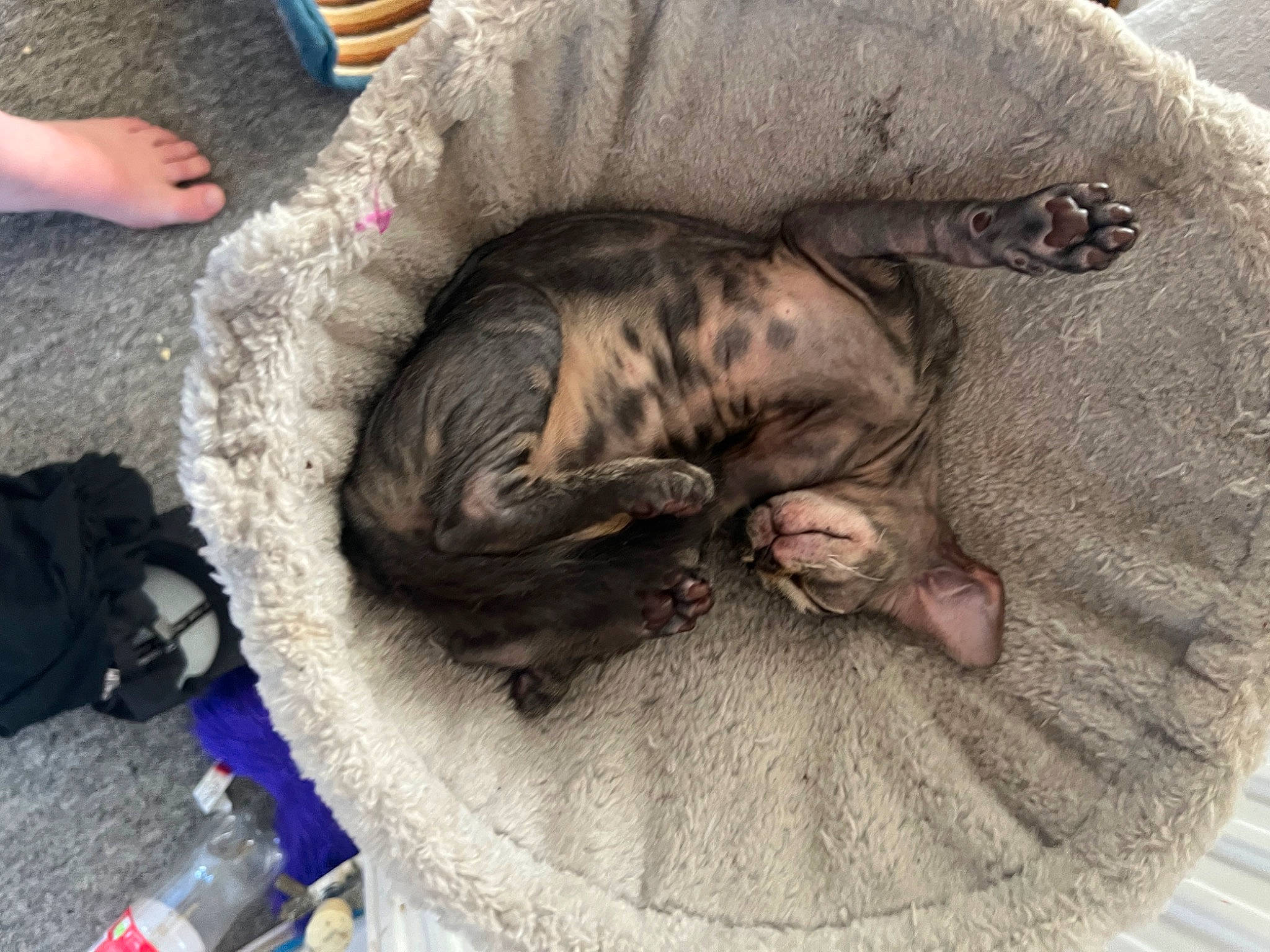 Misty joined the competition — help win amazing prizes! bag, carnivore, cat, cat_bed, cat_supply, comfort, companion_dog, dog_breed, domestic_short_haired_cat, fawn, felidae, fur, grey, luggage_and_bags, nap, small_to_medium_sized_cats, snout, sporting_group, tail, whiskers