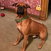 King joined the competition — help win amazing prizes! dog, pet, indoor, carpet, collar, toy, stuffed_animal, wall, door_frame, floor, brown_dog, sitting, attentive, house, room, furniture, domestic, animal, mammal, companion