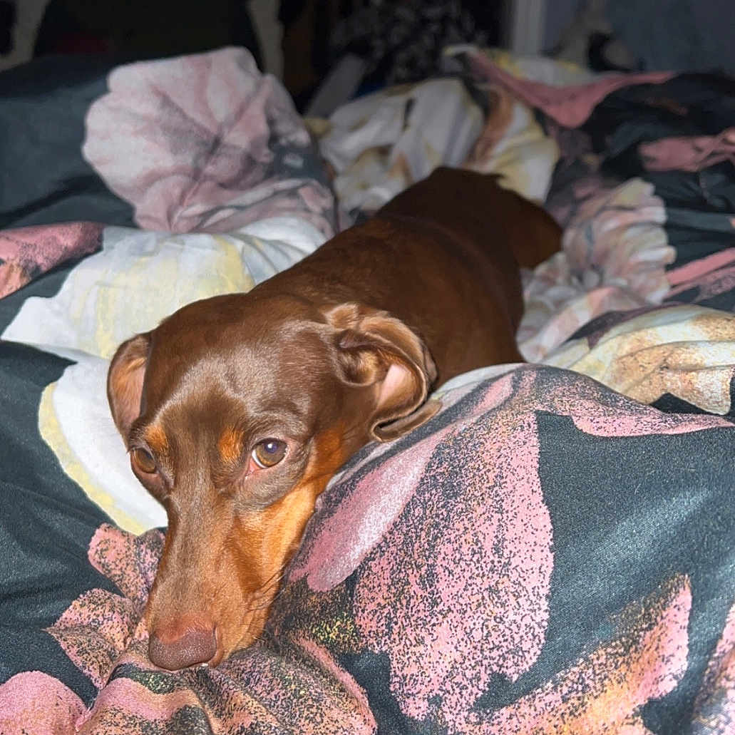 Penny is registered to the contest to win money with this photo: bed, bedroom, blanket, brown_dog, canine, clothes, comfort, cozy, dog, ears, eyes, floral_pattern, fur, indoor, lying_down, nose, pet, relaxed, resting, snout